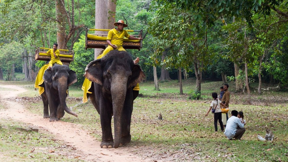 V Angkoru zakážou jízdy na slonech